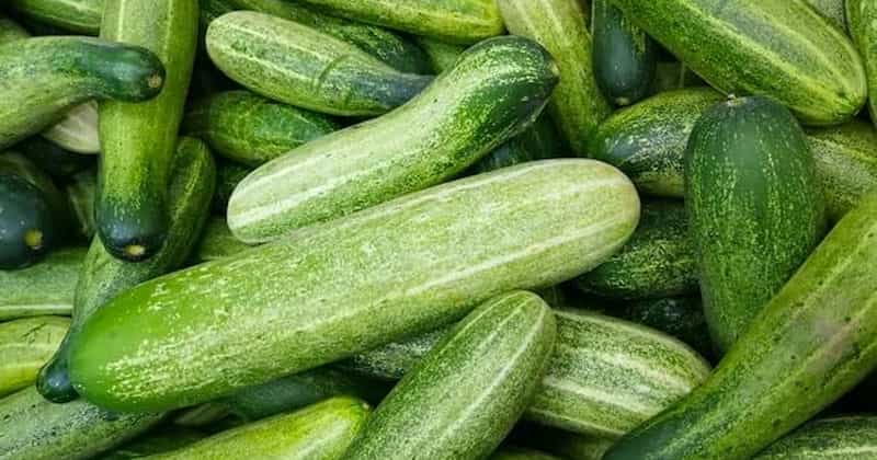 শসা
