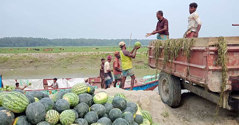তরমুজ