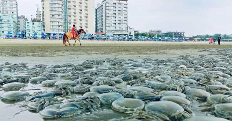 তিনশ বছরের মধ্যে সামুদ্রিক প্রাণীদের এক-তৃতীয়াংশ প্রজাতি বিলুপ্ত হয়ে যাবে। মানুষের উৎপাদন করা অতিরিক্ত তাপ মহাসাগরগুলো শোষণ করার ফলে পানির তাপমাত্রা বেশ বেড়েছে। ষাট বছর ধরে সামুদ্রিক তাপমাত্রা রেকর্ড শুরু হয়েছে। ২০২১ সালের তাপমাত্রা সব রেকর্ড ছাড়িয়ে গেছে। 