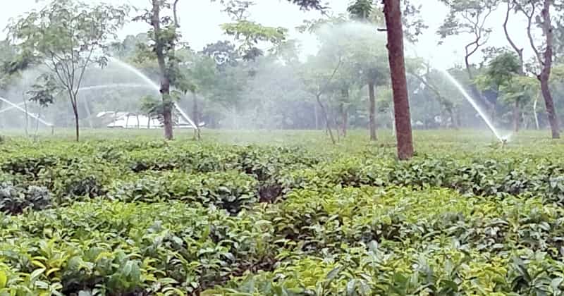 শ্রীমঙ্গলের ভাড়াউড়া চা বাগানে কৃত্রিম উপায়ে পানি দিয়ে চা গাছ সতেজ রাখার চেষ্টা করা হচ্ছে