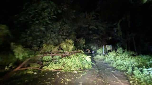কক্সবাজার ও মহেশখালীতে গাছচাপায় দু'জনের মৃত্যুর খবর পাওয়া গেছে