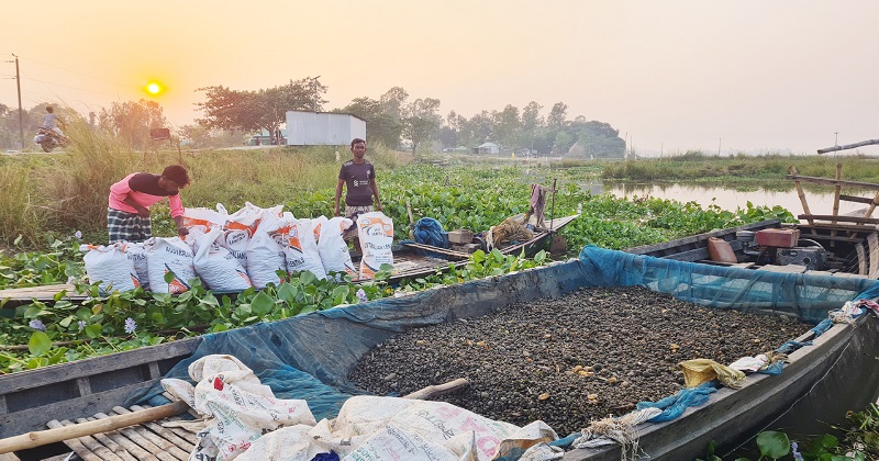 চলনবিলে নির্বিচারে চলছে শামুক নিধন ও কেনাবেচা