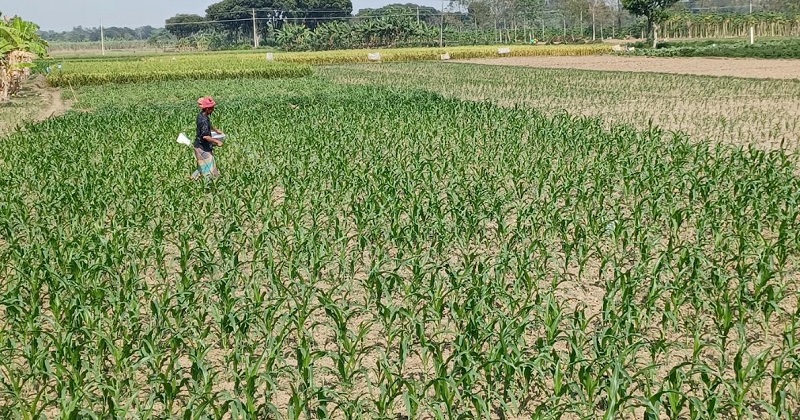 চুয়াডাঙ্গায় সিন্ডিকেট ও নজরদারীর অভাবে বাড়ছে সার সংকট