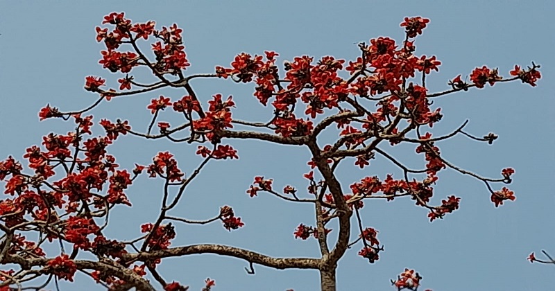 ঘাছে গাছে লালা শিমুল ফুল