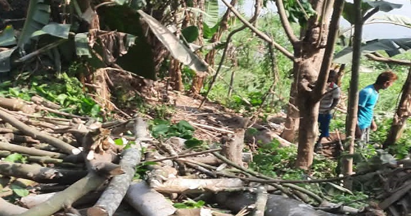 বিভিন্ন প্রজাতির কাটা গাছ