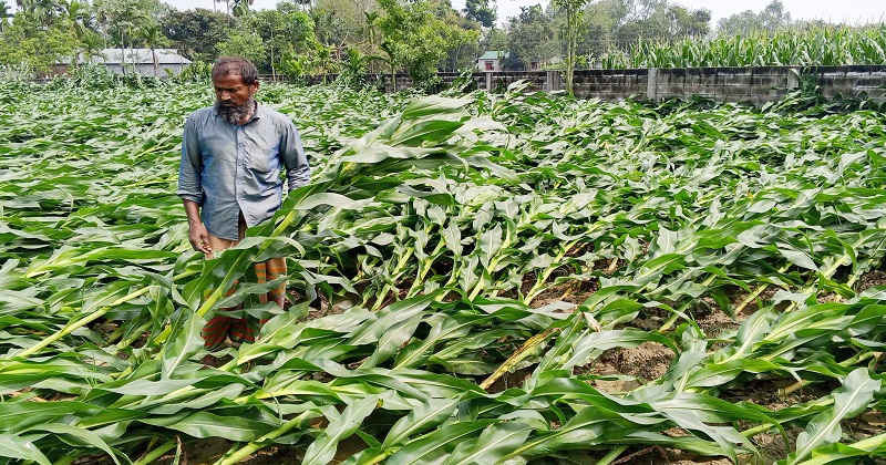 ফুলবাড়ী উপজেলার বিভিন্ন স্থানে ভুট্টা ক্ষেতের ক্ষতি