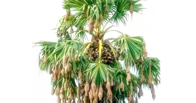 বাবুই পাখির ঝুলন্ত বাসা