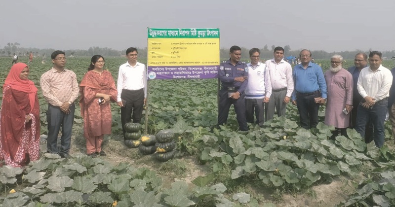 নীলফামারীতে কৃষকদের নতুন সম্ভাবনা দেখাচ্ছে নিরাপদ মিষ্টি কুমড়া চাষ