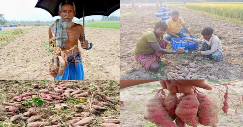 সারিয়াকান্দির মিষ্টি আলু যাচ্ছে জাপানে, ভালো দাম পাওয়ায় দিন দিন বাড়ছে চাষের পরিমাণ।