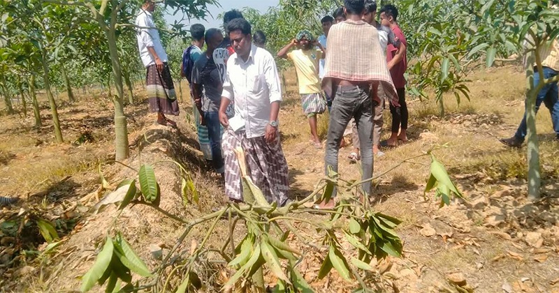 নাচোলে আম গাছ নিধন ও পুকুরের মাছ চুরি