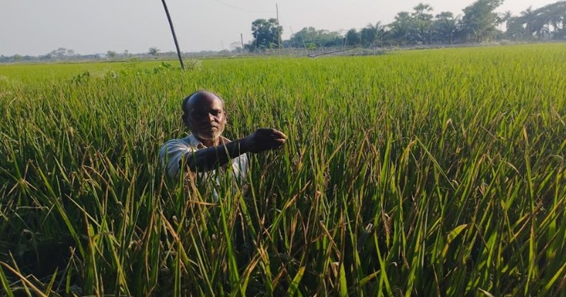 চিতলমারীতে পাতাপোড়া রোগে বোরো ফসলের ক্ষতির আশঙ্কা