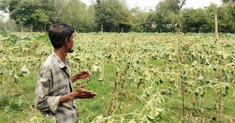 কৃষকের সাথে এ কেমন শত্রুতা