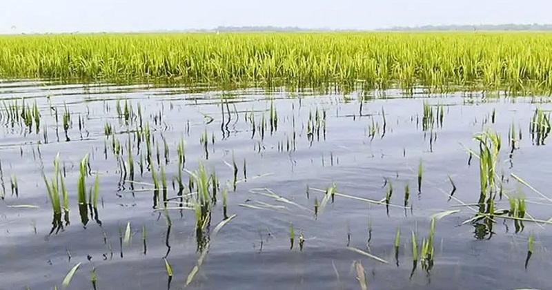 তলিয়ে গেছে ফসলি জমি
