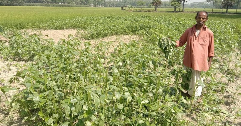 মান্দায় জমিসংক্রান্ত বিরোধ: রাতের আঁধারে কৃষকের পাটগাছ কর্তন