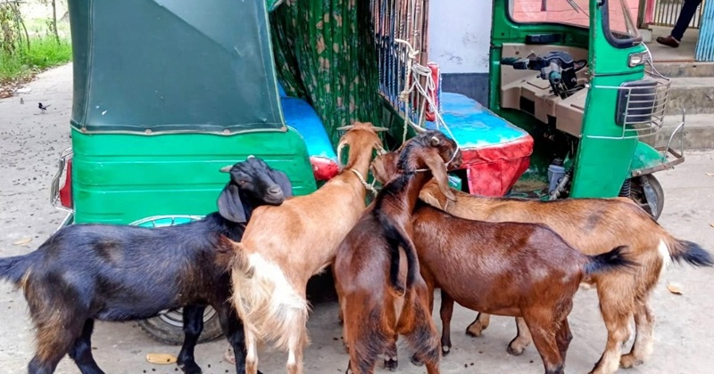 লাকসামে ৫টি ছাগলসহ দুই চোরকে আটক করেছে পুলিশ