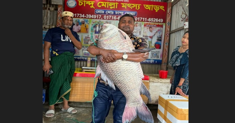 পদ্মার এক কাতল, প্রায় অর্ধলক্ষ টাকায় বিক্রি