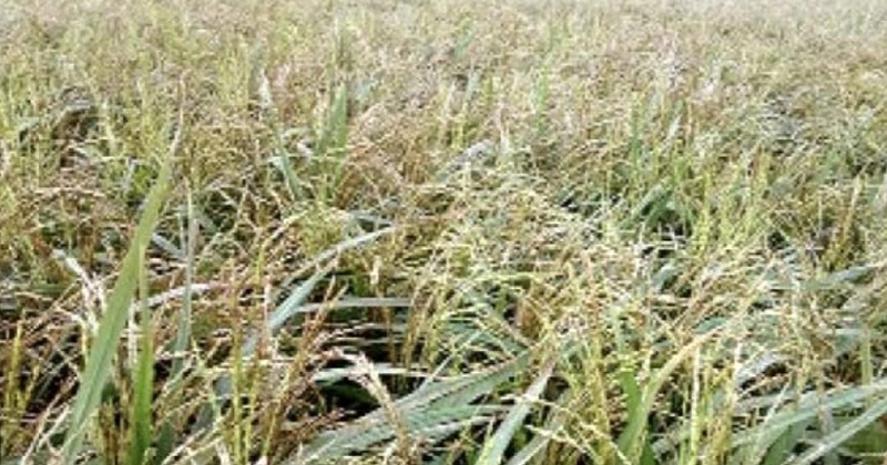 শিলাবৃষ্টিতে লণ্ডভণ্ড শাল্লার হাওর