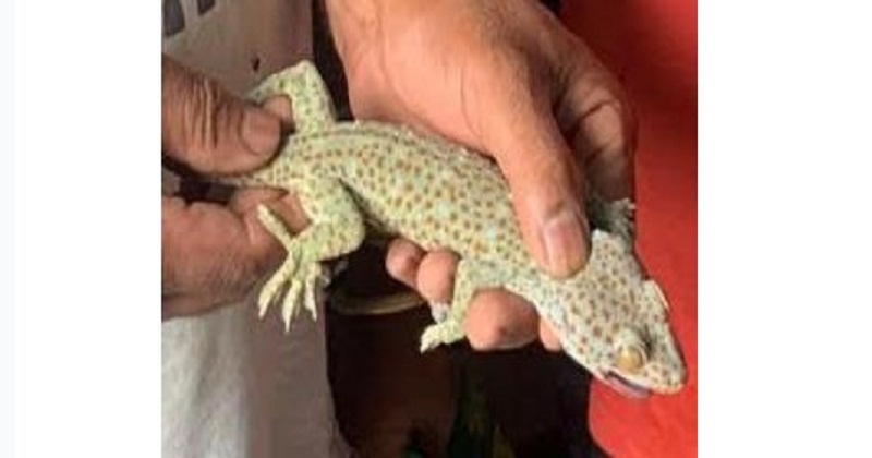 তক্ষক উদ্ধার
