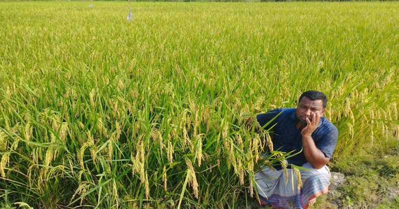 চিতলমারীতে বোরো ফসল ঘরে তোলা নিয়ে চিন্তিত চাষিরা
