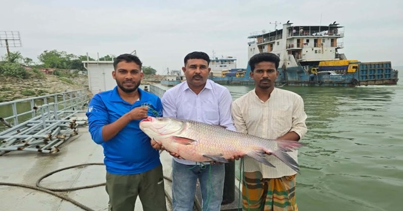 দৌলতদিয়ায় ২৫ কেজি এক কাতলের দাম সাড়ে ৪২ হাজার