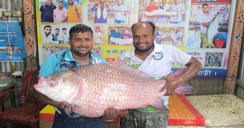 পদ্মার এক কাতল বিক্রি হলো ৬৮ হাজার টাকায়!