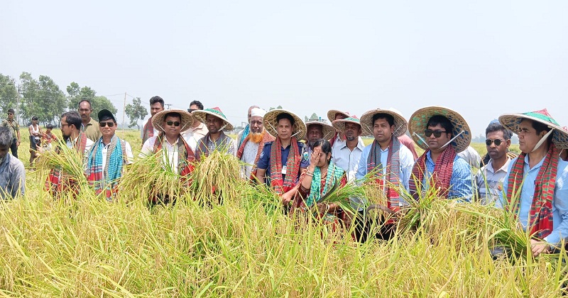 বোরো ধান কাটা শুরু