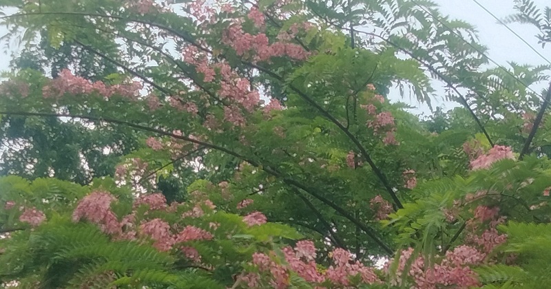 ক্যাসিয়া জাভানিকা