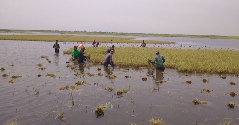 অধিকাংশ হাওর প্লাবিত