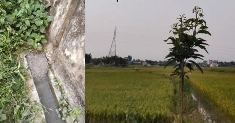 আড়াইহাজারে ইরি স্কিমের মুখ বন্ধ করে দিয়েছে প্রভাবশালীরা, ২শ বিঘা জমির সেচ বন্ধ!