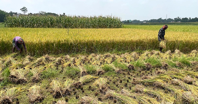 ধান কাটা মাড়াইয়ের মহোৎসব
