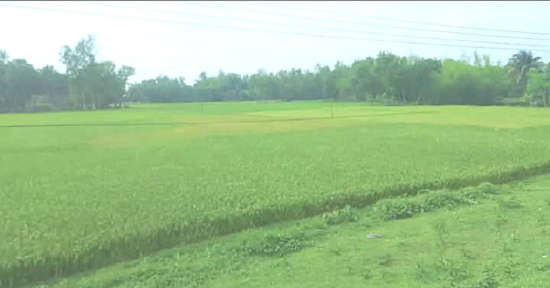 বোরো ফসলের লক্ষ্যমাত্রা অর্জিত হবে