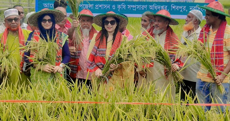 বোরো ধান কর্তন উৎসব