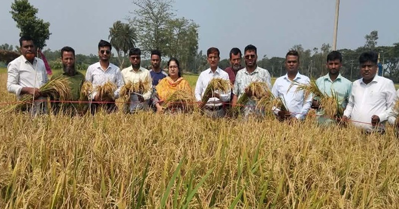 উল্লাপাড়ায় ব্রি ধান-১০৮ এর নমুনা শস্য কর্তনের উদ্বোধন
