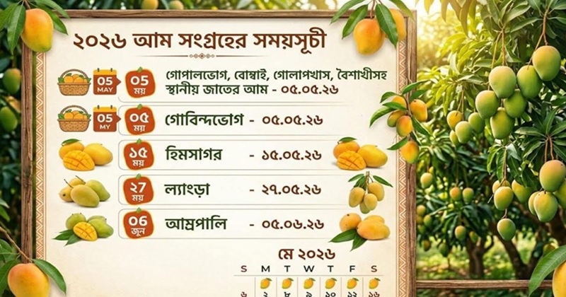 সাতক্ষীরার আম বাজারে আসছে ৫ মে, নির্ধারিত হলো ভাঙার সময়