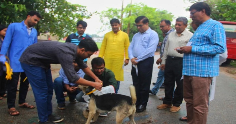 কুকুর আতঙ্ক কমাতে নজরুল বিশ্ববিদ্যালয়ে টীকাদান কর্মসূচি
