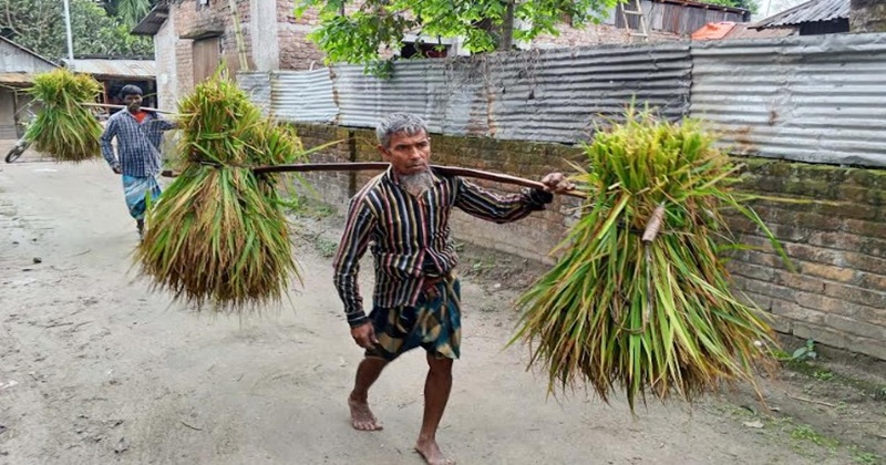 ফুলবাড়ীতে সপ্তাহজুড়ে অবিরাম ঝড়বৃষ্টি, বোরো ধান নিয়ে বিপাকে কৃষক-কিষানি
