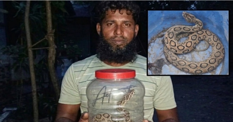 রাসেলভাইপারের কমড় খেয়ে সাপটিকে ধরে পলিথিন ব্যাগে ভরে বাড়িতে নিয়ে আসেন মো. সোহেল।
