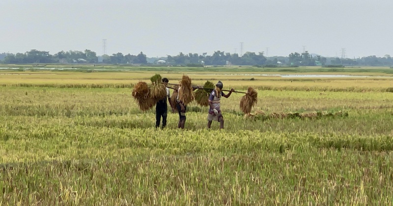 অকাল বন্যায় হাওর ডুবি