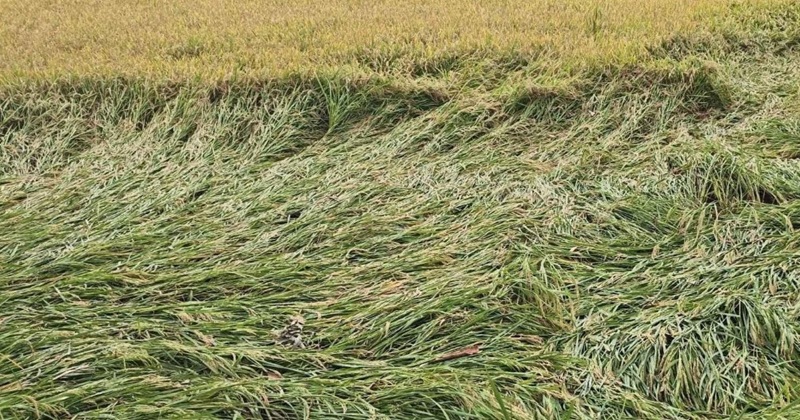 পলাশবাড়ীতে কালবৈশাখী ঝড়ে ধানসহ বিভিন্ন ফসলের ব্যাপক ক্ষতি