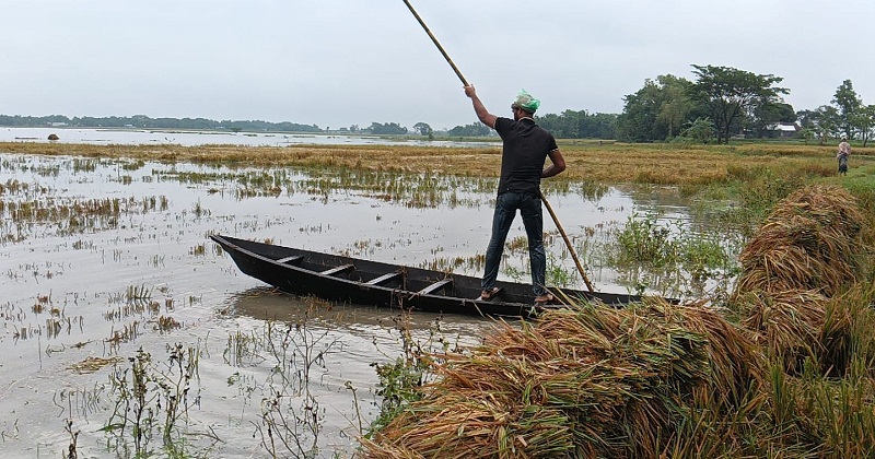 চারদিনের ভারী বর্ষণে তলিয়েছে ফসল
