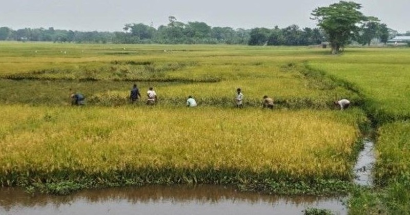নেত্রকোনায় আগাম বন্যার আশঙ্কায় ফসল নিয়ে আতঙ্কে দিন কাটছে কৃষকদের