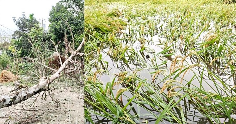 ধনবাড়ীতে ঝড়ে পাকা ধান নিমজ্জিত, ক্ষতির শঙ্কায় কৃষক
