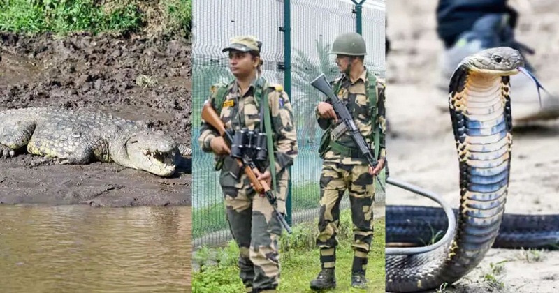 সীমান্তে হিংস্র সরীসৃপ মোতায়েনের পরিকল্পনা ভারতের