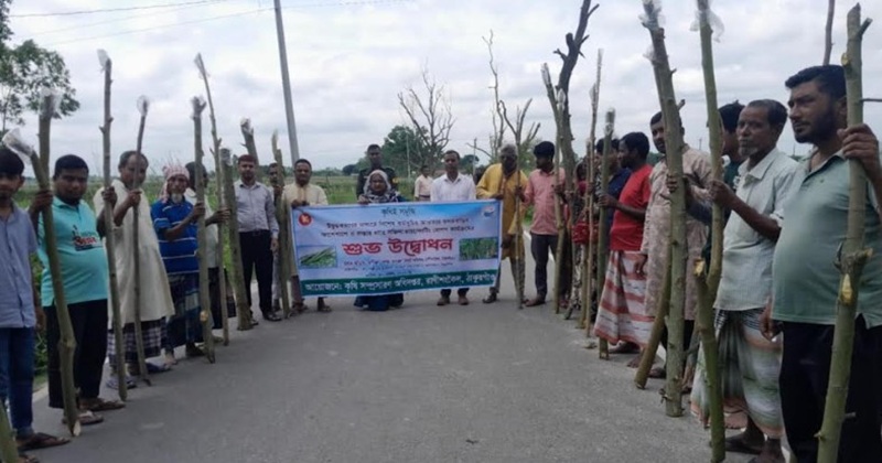 রাণীশংকৈলে কৃষি অধিদপ্তরের আয়োজনে সজিনা চারা রোপণ