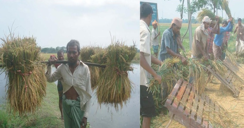 সৈয়দপুরে বৈরী আবহাওয়ায় ধান নিয়ে বিপাকে কৃষকরা