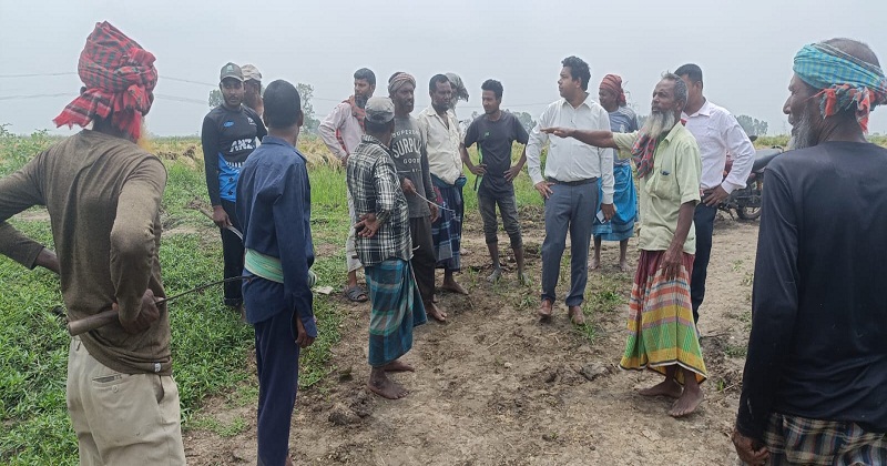 জমির কাটা ধান বিলে