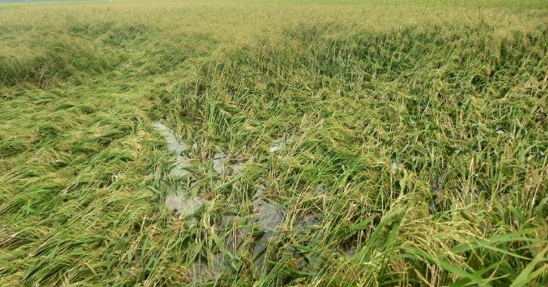 ঝড়-বৃষ্টিতে বদলগাছীতে বোরো ধান কাটা নিয়ে চরম উৎকণ্ঠায় কৃষক