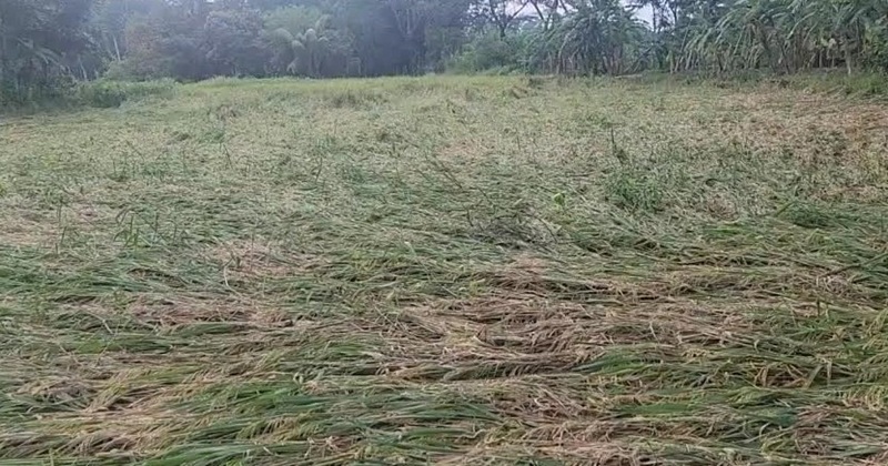 ধান কাটা শুরুর আগেই ঝালকাঠিতে বোরো ধানে ধস, ঝড়-বৃষ্টিতে ডুবে গেছে ক্ষেত