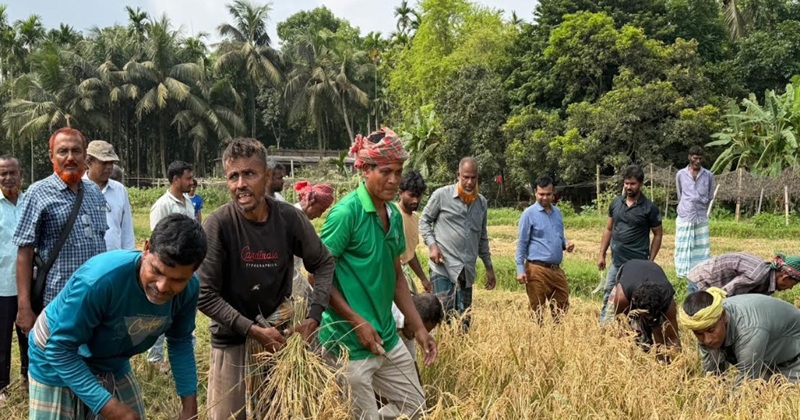 কালিয়ায় কৃষক সমিতির উদ্যোগে ধান কাটা উৎসব