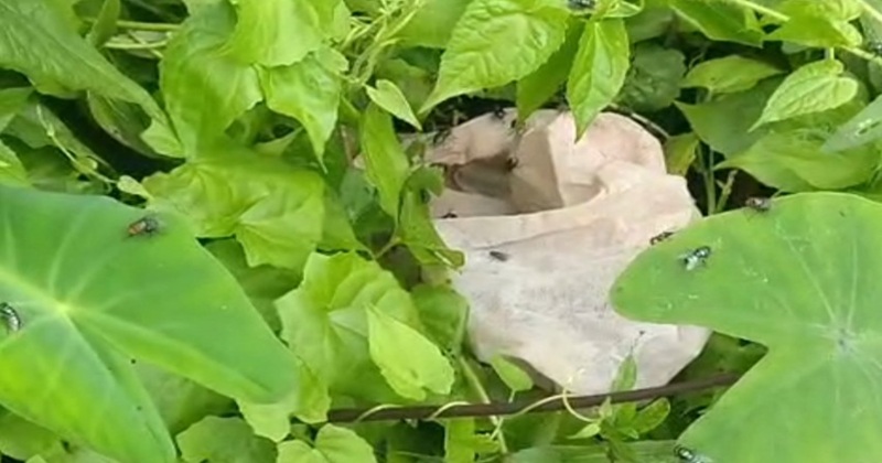 জামালপুরে ডোবা থেকে নবজাতকের মৃতদেহ উদ্ধার
